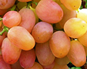 саженцы винограда Ливия